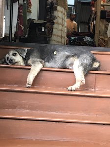 Old dog Chiangmai 