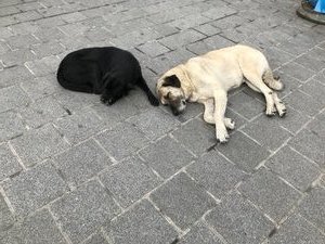 The dogs of Istanbul 