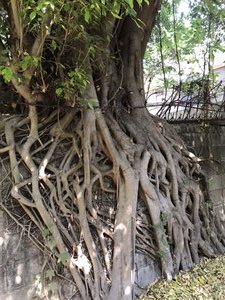 Tangled roots