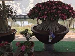Chiangmai flower show 