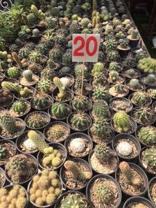 Chiangmai cacti stall