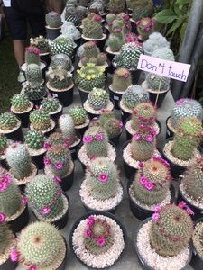 Cacti stall at the festival 