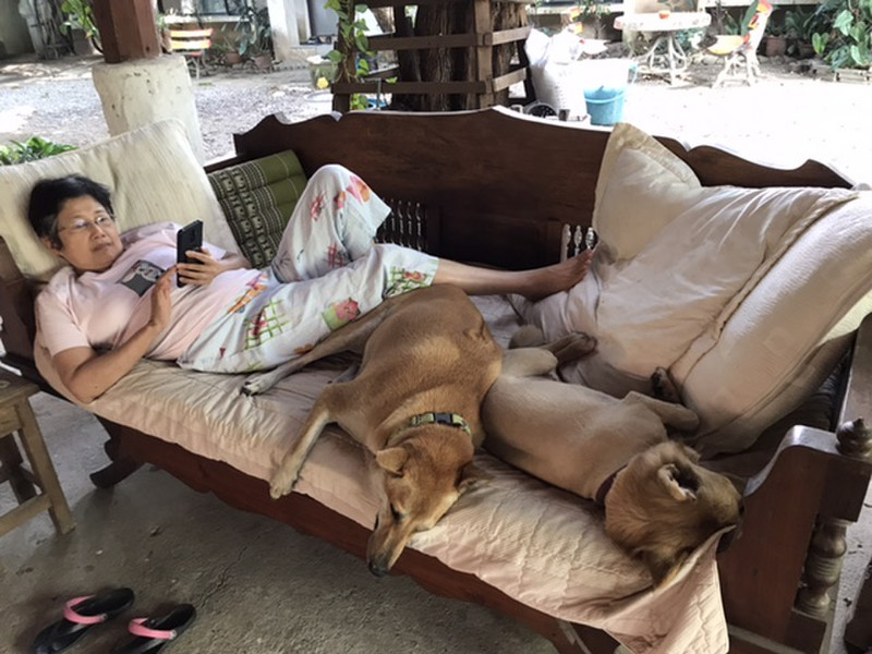 Kung and dogs relaxing under the old house