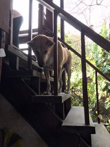 BamBam keeps watch on steps up to the old house 