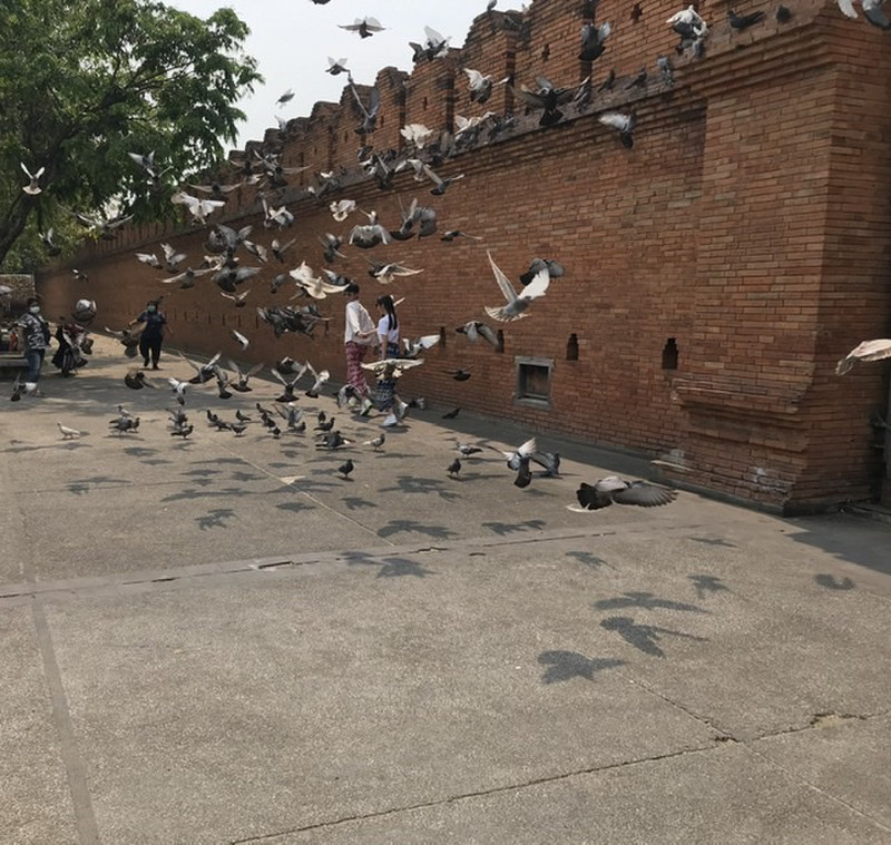 Just pigeons up at the old city walls-no tourists. Tha Pae Gate.