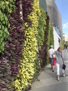 Brilliant wall of vegetation 