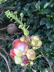 The Cannonball tree