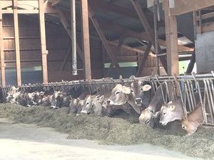 Swiss cows enjoying dinner 