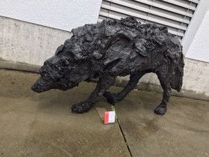 A Wolf stalks the streets of Riehen