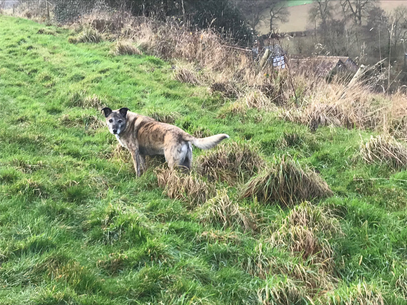 Millie looking for bunnies