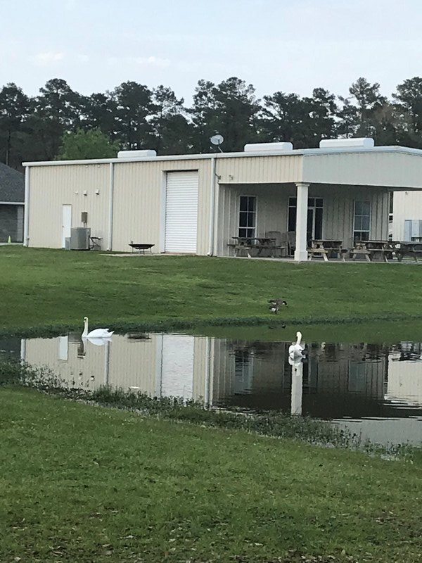 Swans at the Lakeside RV Park in Livingston Louisana 