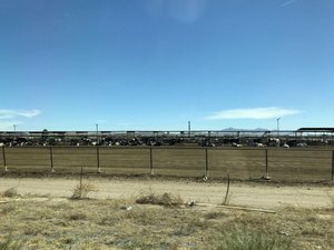 Dairy Cattle Farms