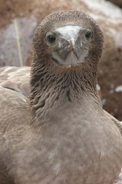 Galapagos - Blue Footed Booby 1