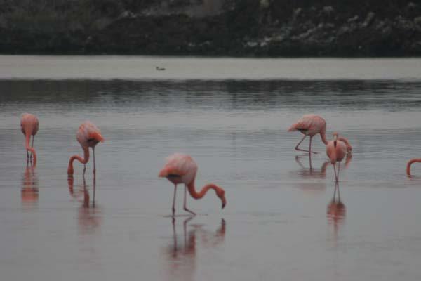 Galapagos Flamingoes