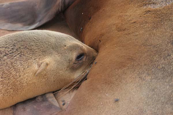 Galapagos - Sea Lion Suckling