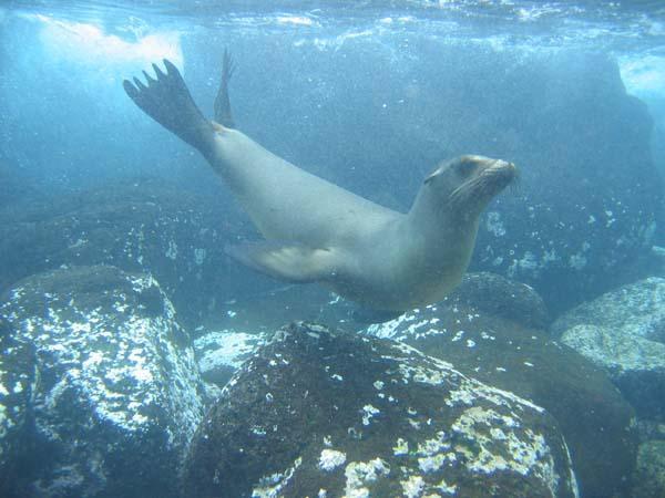 Sea Lion  in the water