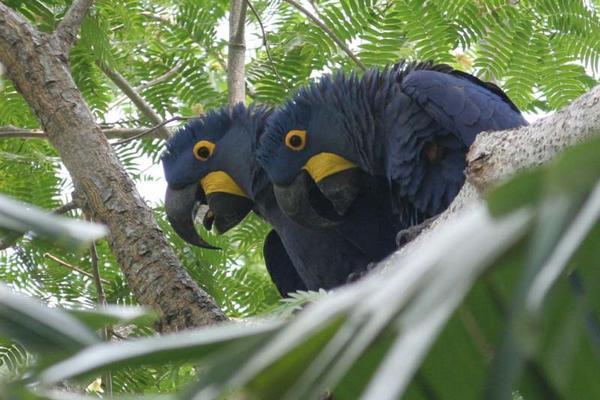Hycinth Macaw