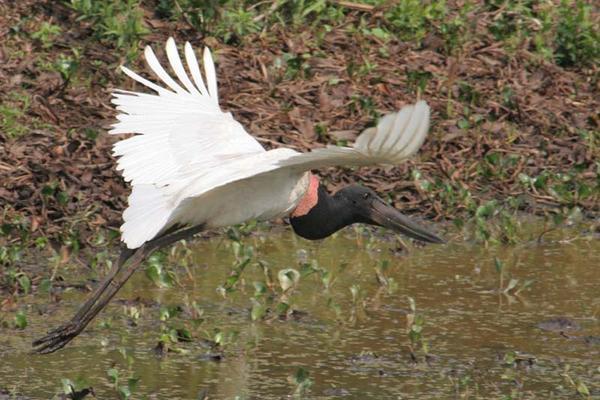 Javiru Stork in the Pantanal