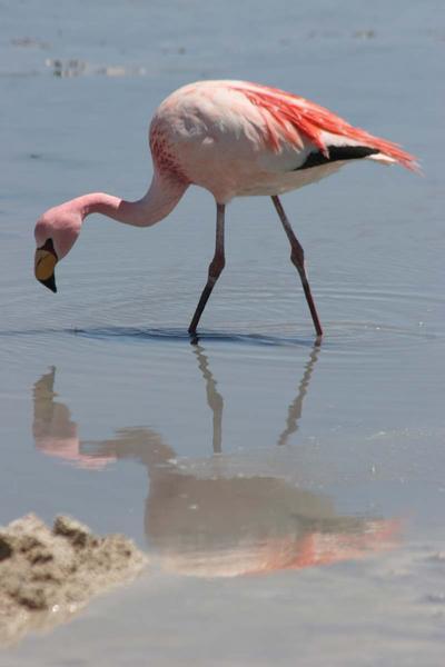 Flamingo Reflexions