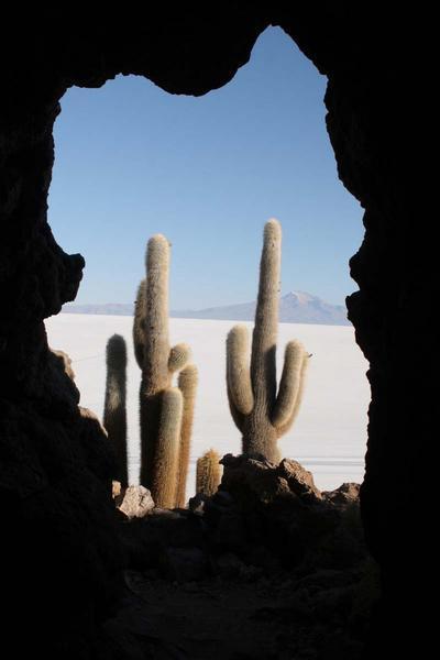 Cactus and Salt