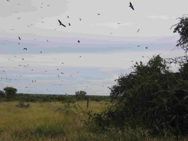 Swarm of Storks