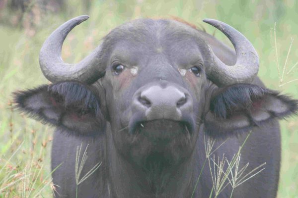 Old Buffalo Bull