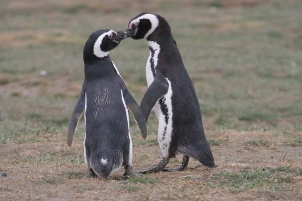 Penguinos