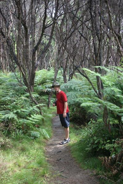 Walk in Abel Tasman