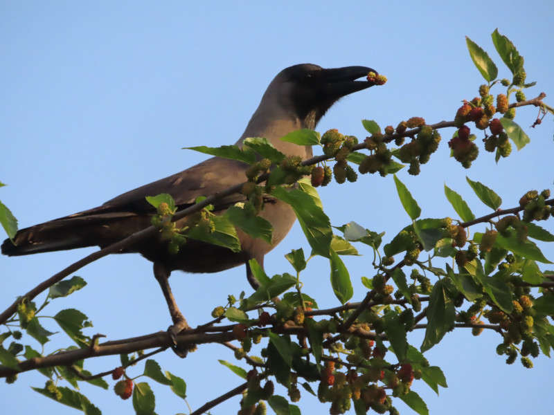 Crow with mulberry fruit
