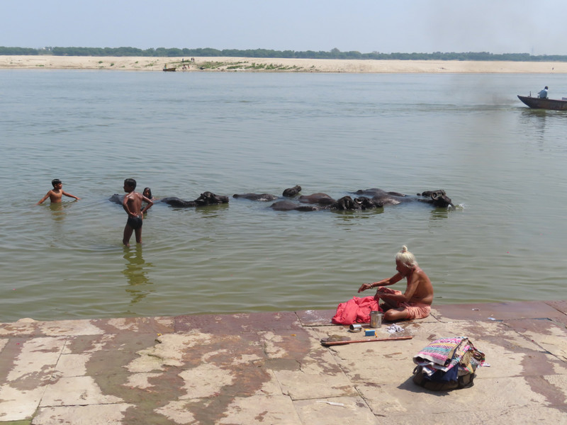 Kids playing with water buffalo