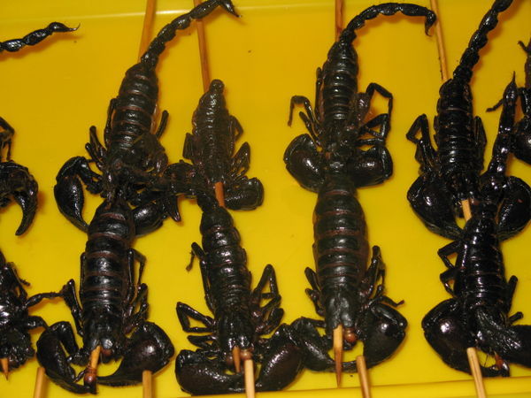 Scorpians at the night market