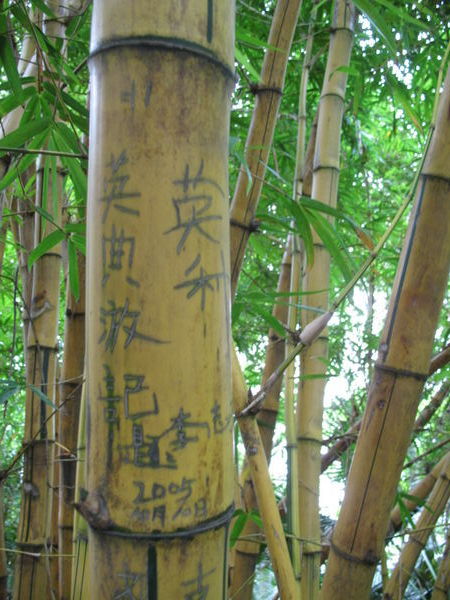 Bamboo graffitti.