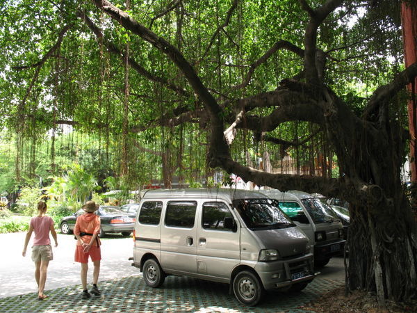 Under a Banyan tree.
