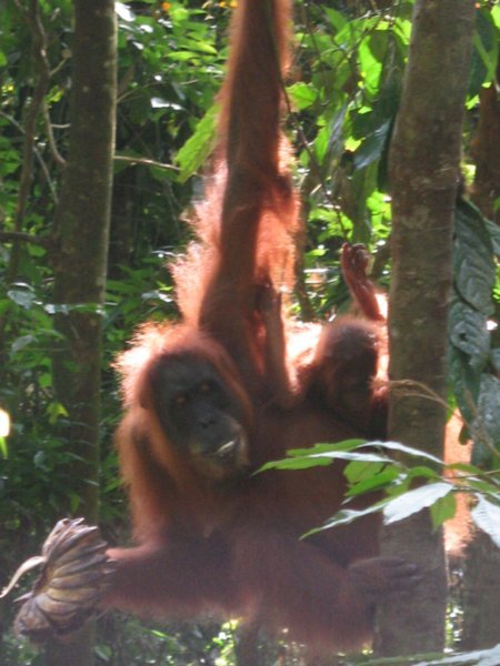 Orangutan rehabilitation Centre, Bukit Lawang.