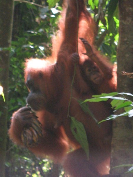 Orangutan rehabilitation Centre, Bukit Lawang.