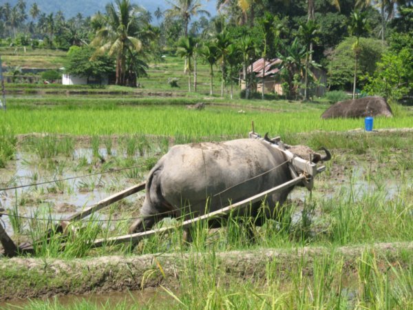 Another rice field worker, of a different kind.