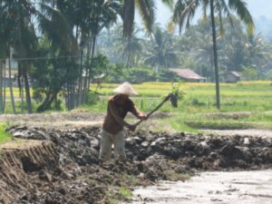 Rice field worker.