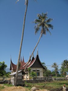 Maningkabau houses and palms.