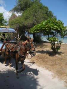 Horse cart-Gili Trwangan