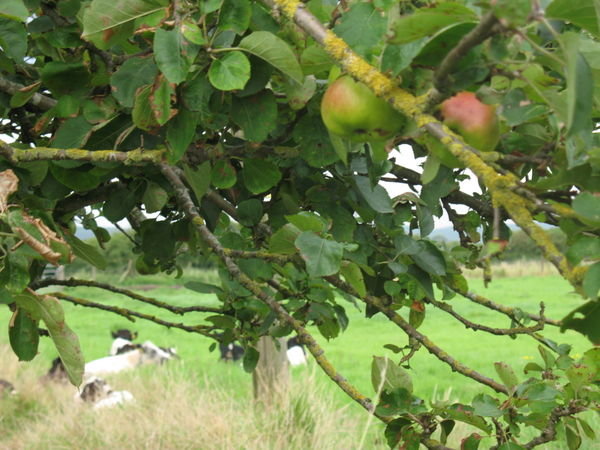 Cows and apples