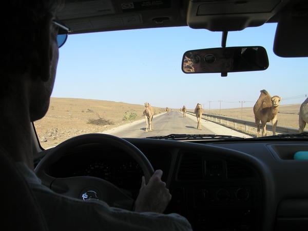 lots of camels