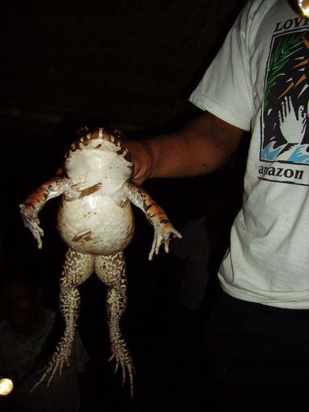 Massive Bullfrog