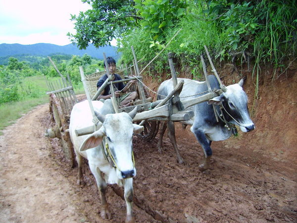 Ox carts on the road