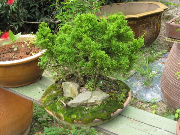 Quite proud of his bonsai trees!