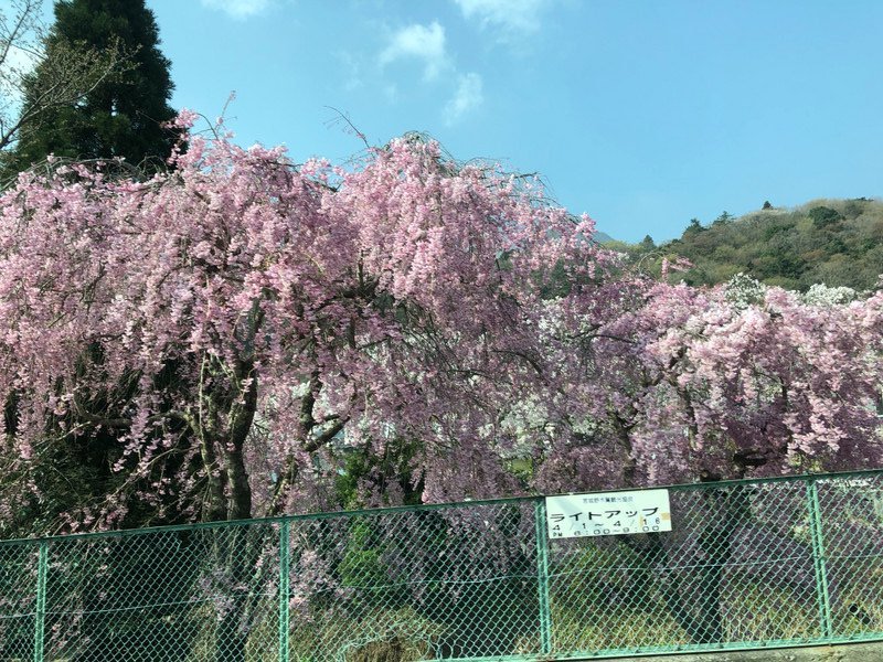 Train-side Blossoms