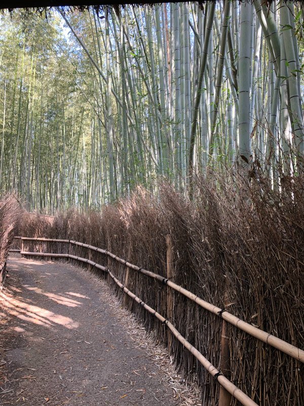 Arashiyama Bamboo Path