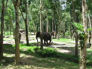 Elephants having chill time