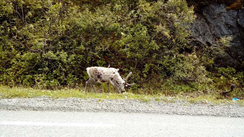 Reindeer grazing at the side of the road