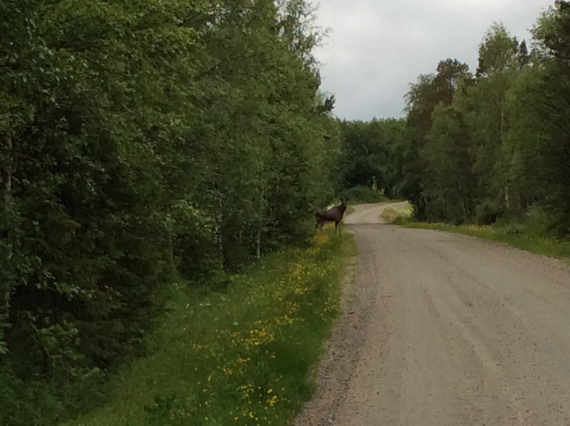 Elk on the road