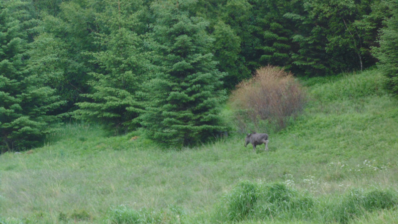 The elk on the Helgalandskyster